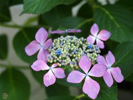 明月院の紫陽花(あじさい)がほぼ同種の花で統一されていのに対して、長谷寺では様々な種類の紫陽花(あじさい)を見ることが出来る。
