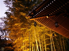 経蔵の脇にある竹林。