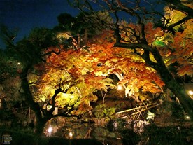 長谷寺の紅葉ライトアップ
