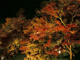 池周辺の紅葉。