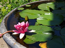 宝戒寺の本堂前のスイレンの花。
