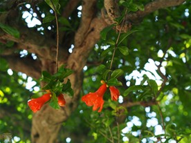 宝戒寺の境内に咲くザクロの花。