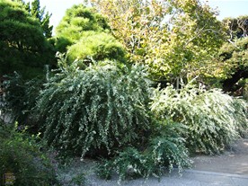 境内を埋め尽す萩（ハギ）。宝戒寺の萩（ハギ）は白い花が中心。