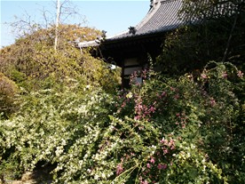 宝戒寺の本堂前を埋め尽す萩（ハギ）。