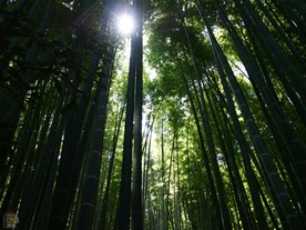 報国寺ならではの竹に包まれた空間。太陽の光に照らされた笹が美しく輝く。