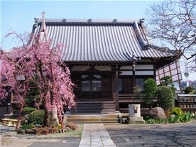 本興寺のお堂前に咲く枝垂れ桜。支柱によって枝が支えられている。