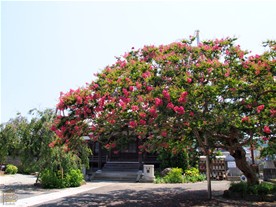 満開より少し前の本興寺の百日紅。枝垂れ桜と同様にこちらも支柱によって枝が支えられている。
