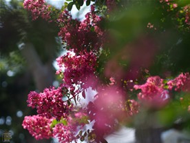 本興寺の百日紅