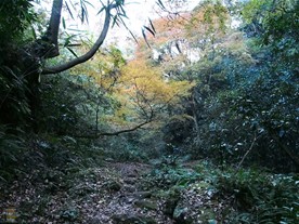 時期的には紅葉の頃だが、コース内では楓があまり見当たらなかった。