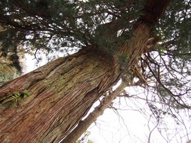 浄智寺のコウヤマキは市指定の天然記念物。