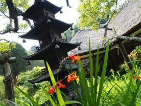 浄智寺の境内の様子。花名不明。