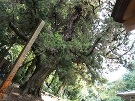 浄智寺のビャクシンは鎌倉市の天然記念物。歴史と迫力を感じさせる木。