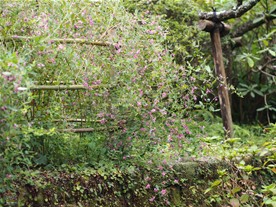 浄智寺の楼門前の萩（ハギ）。