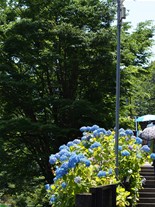 極楽寺駅寄りの成就院の階段に咲く紫陽花(あじさい)は見頃に入っていた。
