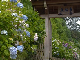 前年の訪問の際は開花状況が見頃前だったので今回は成就院の開花に合わせて紫陽花巡り。