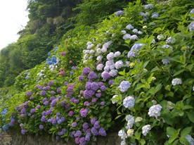 今回はタイミングを狙ってきただけあり、紫陽花は前年よりも色鮮やかに咲いていた。