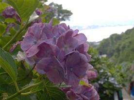 成就院の見頃の紫陽花。