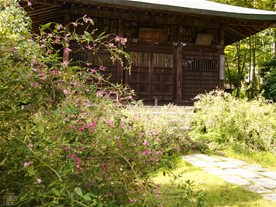不動堂前の萩（ハギ）。鎌倉における萩（ハギ）の名所といえば宝戒寺と海蔵寺だが、浄光明寺も萩（ハギ）の花の量が多い。