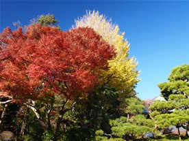 浄妙寺の本堂脇の紅葉と黄葉。天気が良いと色鮮やか。