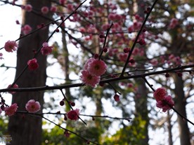 寿福寺の梅。