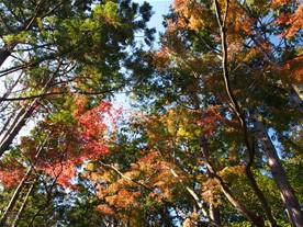 晩秋になると、参道沿いの木々が紅葉する。(この写真は時期やや早め。)