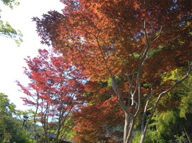 もうすぐ夏だというのに海蔵寺では紅葉。最高気温27度…この時期でも紅葉する種類があるということを知った。