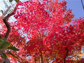海蔵寺周辺の紅葉。境内だけでなく海蔵寺に通じる通り沿いの紅葉も鮮やか。こちらは海蔵寺の駐車場付近の紅葉。