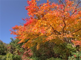海蔵寺周辺の紅葉。こちらは駐車場の紅葉。黄色から紅色に変わり行く葉は特に鮮やかさを感じる。