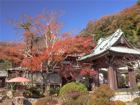 海蔵寺境内の紅葉。海蔵寺は鎌倉では早めに紅葉を迎えるスポットらしい。この日、円覚寺では丁度見頃というタイミングだったが、海蔵寺では既に葉の大半を落葉した木も見かけた。