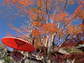 拝観料受付棚近くにある紅い傘。紅い傘を立てているお寺は鎌倉にもいくつかあるが、この紅い傘をはじめて目にしたのが海蔵寺だったので、どうしても海蔵寺のトレードマークのように感じてしまう。