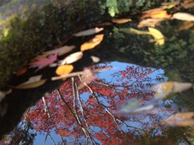 海蔵寺の入口右手にある井戸「底脱の井」の水面に映る紅葉。「底脱の井」は鎌倉十井に数えられている。