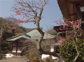 海蔵寺では鐘楼の横にあるこの紅梅が先に花を咲かせていた。