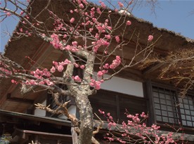 この梅の木の周辺は夏になるとノウゼンカズラのオレンジの花に包まれる場所でもある。