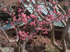 紅梅の様子。