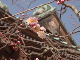 まだまだこれからという感じで、多くは蕾の状態。