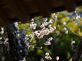 まばらではあったが一部の木では白梅も咲いていた。