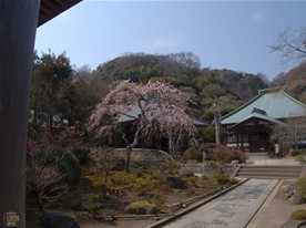 お寺で「枝垂れ」を見るとＪＲのＣＭ「そうだ、京都行こう。」を思い出す。