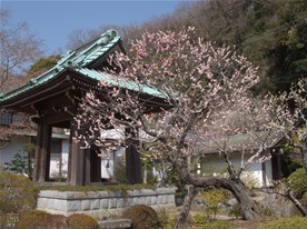 鐘楼手前の梅の木も花が満開。