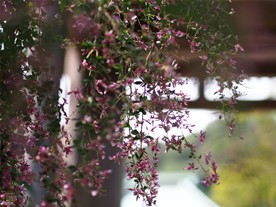花を傷めないようにゆっくりと海蔵寺の萩（ハギ）のトンネルをくぐる。