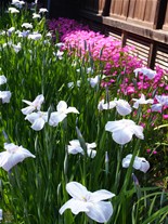 海蔵寺の境内に咲く花しょうぶ。花しょうぶの横にはピンク色のマツバキクが並ぶ。