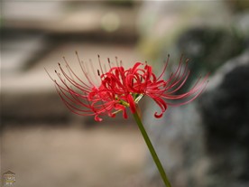 この日、海蔵寺の境内で目にした彼岸花（ヒガンバナ）は数輪。