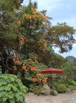 妙本寺のノウゼンカズラと同じく海蔵寺の花も鮮やかなオレンジ色。