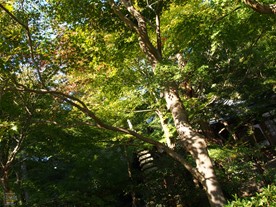 覚園寺の境内は緑と静寂に包まれている。(写真は拝観受付所前の庭)