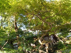 梅雨の紫陽花(あじさい)、12月の紅葉が美しいという覚園寺の境内。境内は楓が多く、紅葉は期待できそう。