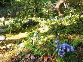 覚園寺の拝観受付所前の庭に咲くリンドウ。