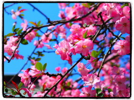 鎌倉の花の寺社