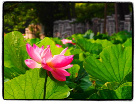 ハス名所、鶴岡八幡宮