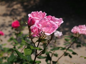 鎌倉文学館のバラは何種類かある模様。