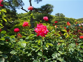 鎌倉文学館のバラは春と秋に咲くが、花が咲き揃うのは春とのこと。新緑の頃に訪れるのがおすすめ。