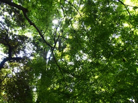 新緑のこの季節は頭上の木漏れ日も心地よい。